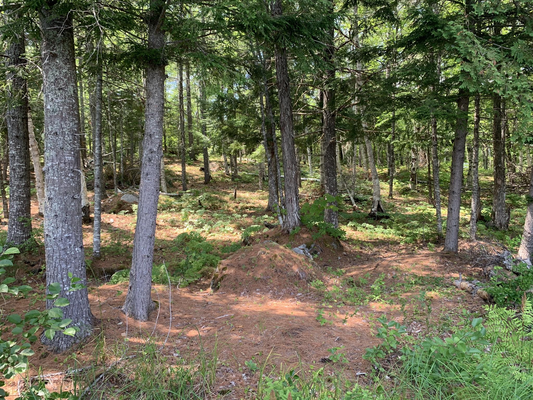 Lot 20 Madagascal Pond Road Burlington, ME 04417 - Photo 6 of 12 IMG_1982