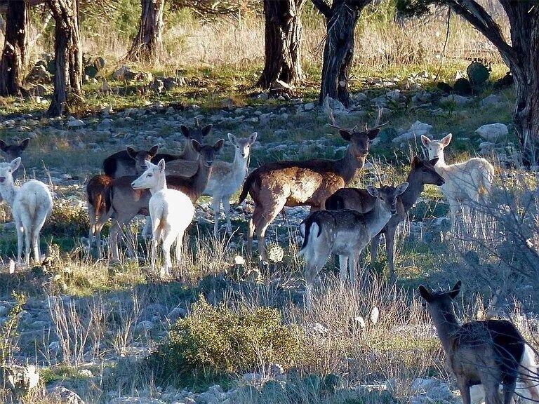 220 70l Rd Junction Junction, TX 76849 - Photo 2 of 26 Gallery Image 2