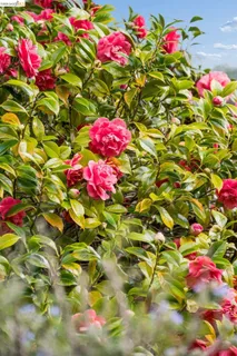 $848,000 | 233 Capricorn Avenue, Oakland, CA 94611