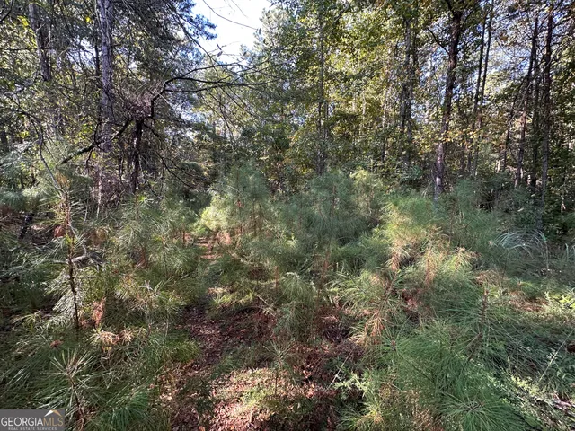 a view of a forest with lush green forest