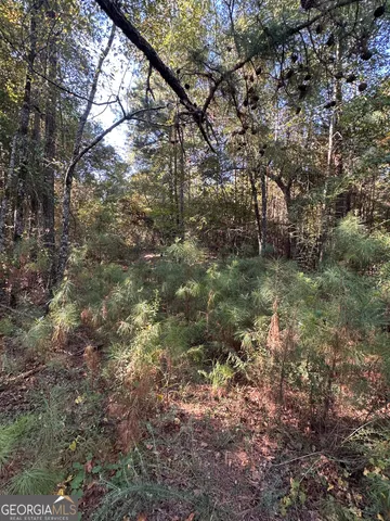 a view of a forest with lots of trees