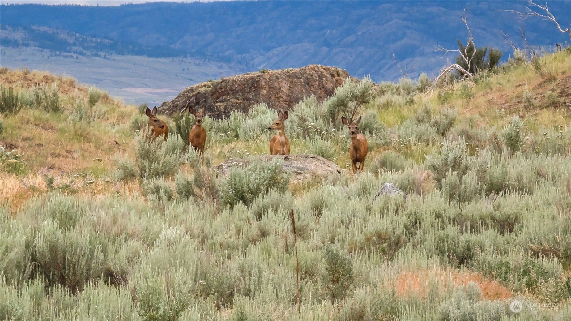 85 Rotts A Rocs Road Riverside, WA 98849 - Photo 40 of 40