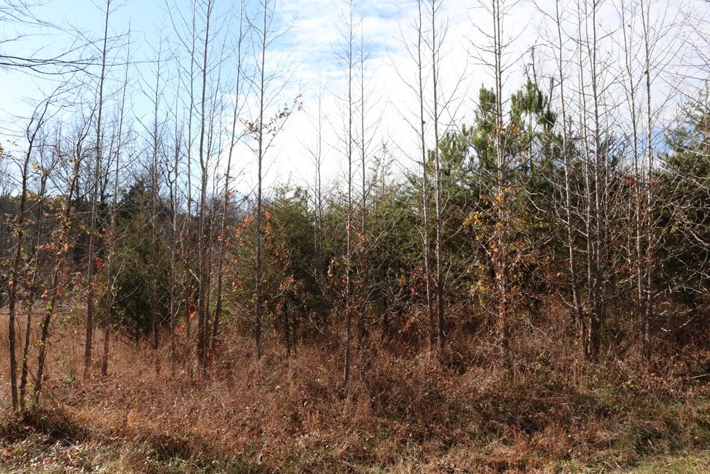 642 Mossing Ford Road Saxe, VA 23967 - Photo 4 of 5 Gallery Image 4
