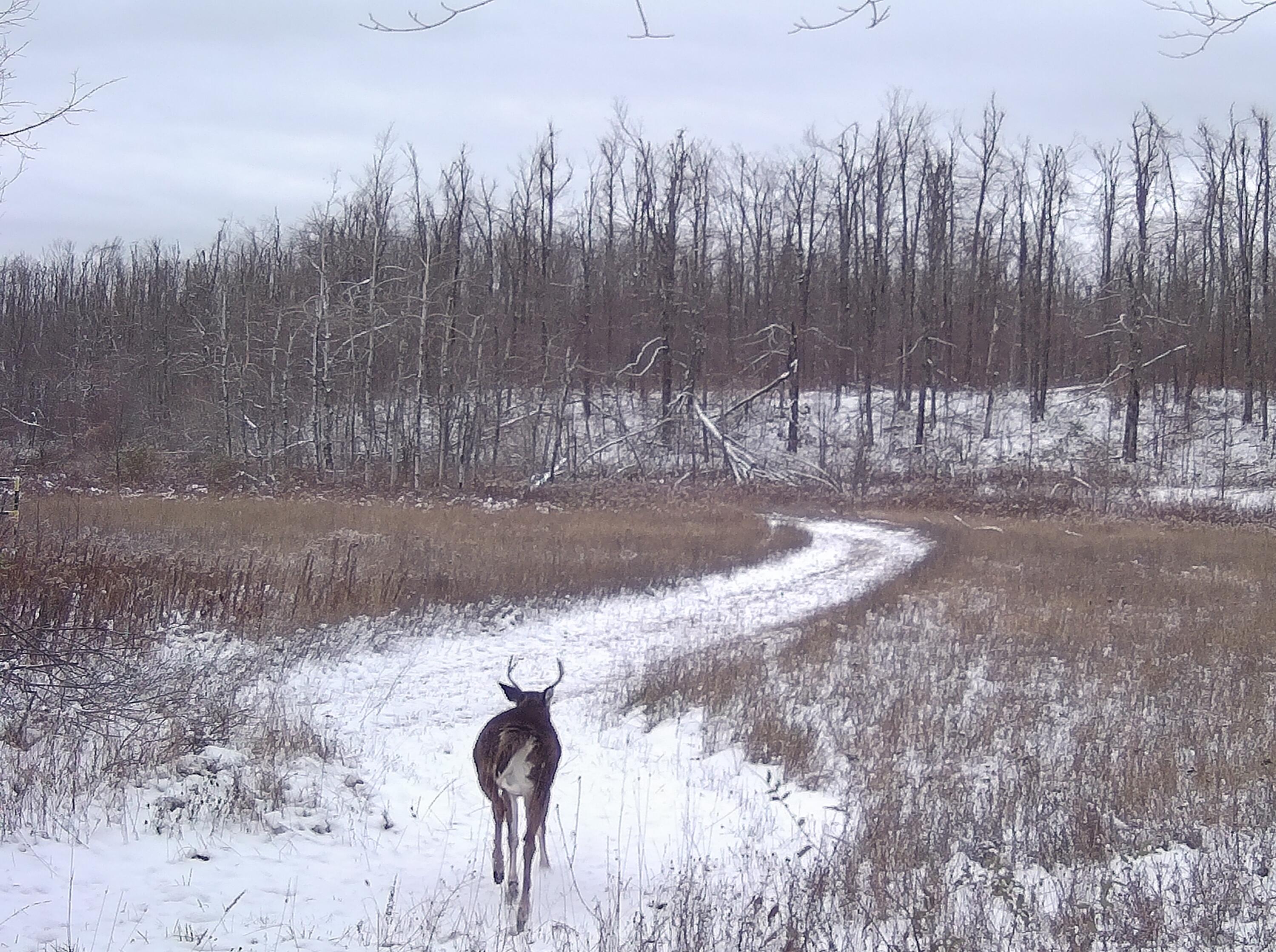 4439 Kuzmik Road Elmira, MI 49730 - Photo 20 of 21 PIRT0006