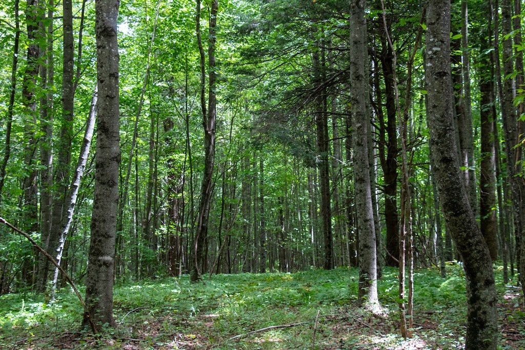 Squirrel Spur Rd Meadows Meadows Of Dan, VA 24120 - Photo 21 of 27 Gallery Image 21