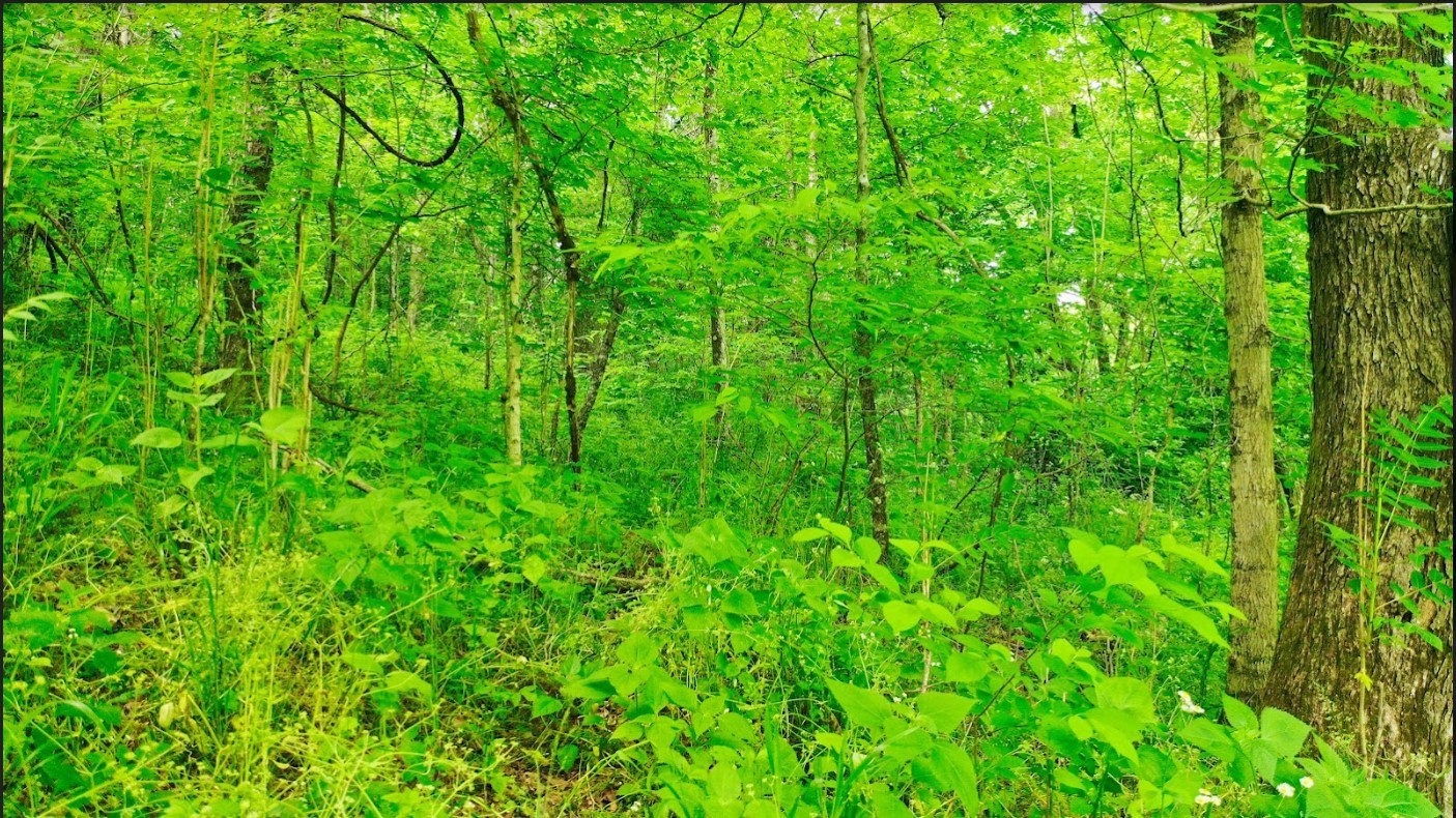 0 Thompson Hollow Road Taft, TN 38488 - Photo 12 of 12 a view of a lush green forest