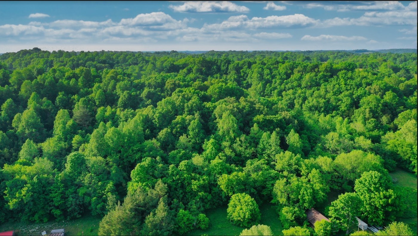 0 Thompson Hollow Road Taft, TN 38488 - Photo 3 of 12 a view of a lush green space