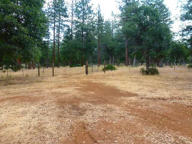a view of a forest with trees in the background