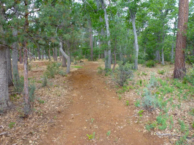 a view of a dirt road with trees in the background