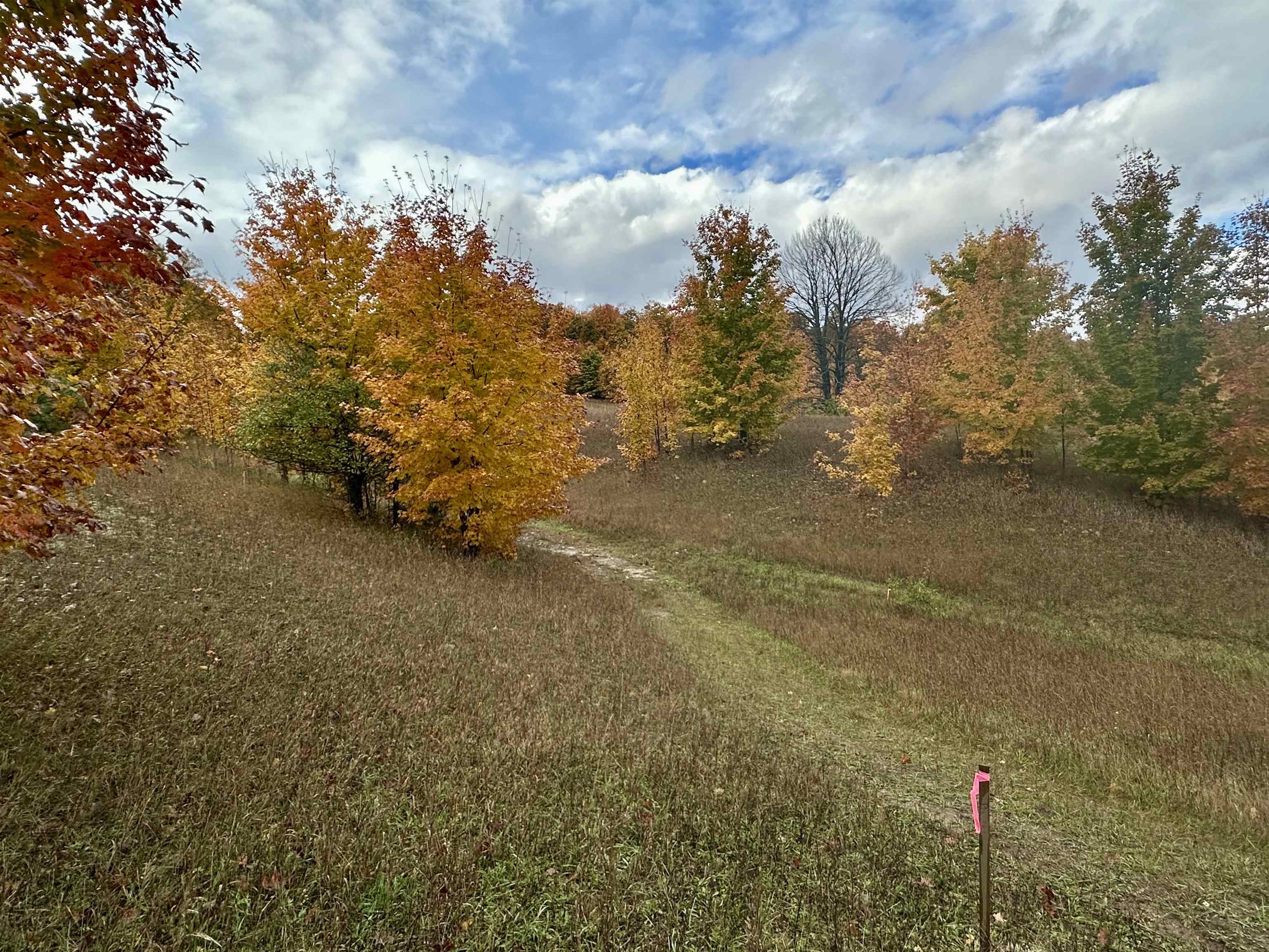40.6-acres Off East Popa Road Cedar, MI 49621 - Photo 13 of 38 Gallery Image 13