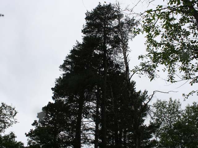 Lot 183 Timber Lane Rhinelander, WI 54501 - Photo 11 of 12 Gallery Image 11