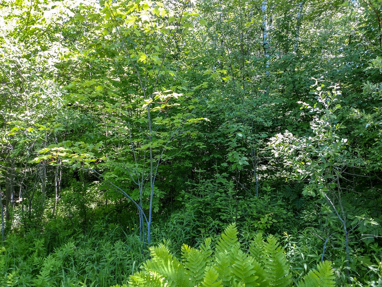 On Bridge Road Tripoli, WI 54564 - Photo 3 of 12 Gallery Image 3