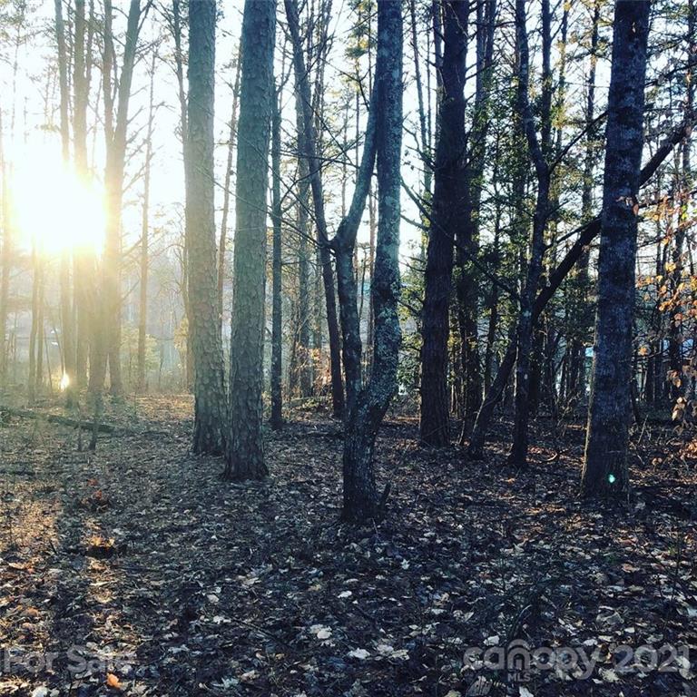 19 Navajo Trail Rutherfordton, NC 28139 - Photo 2 of 7 a view of a forest filled with trees
