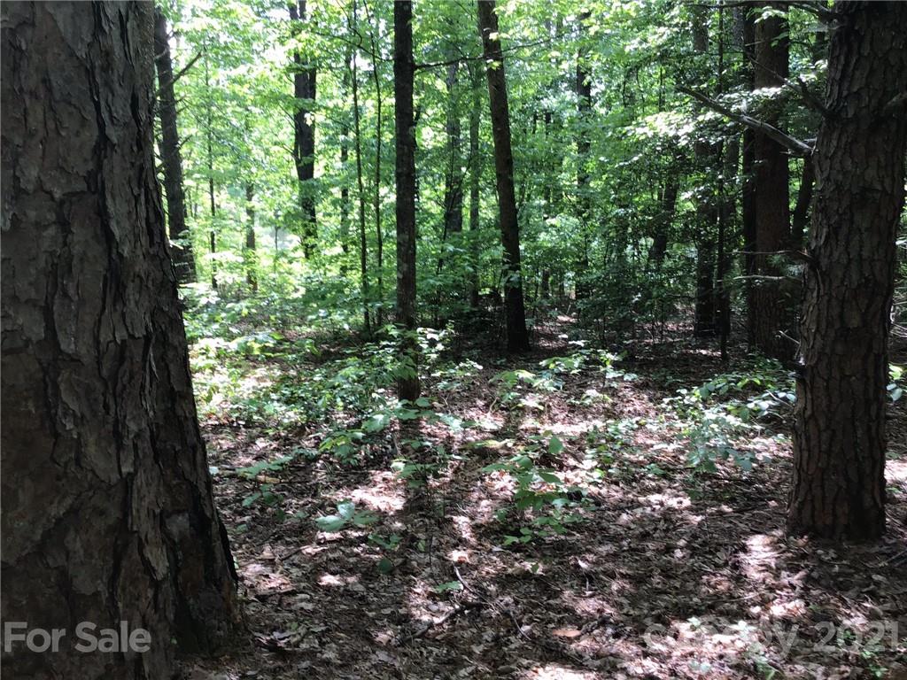 19 Navajo Trail Rutherfordton, NC 28139 - Photo 5 of 7 a view of a tree in a yard with a tree