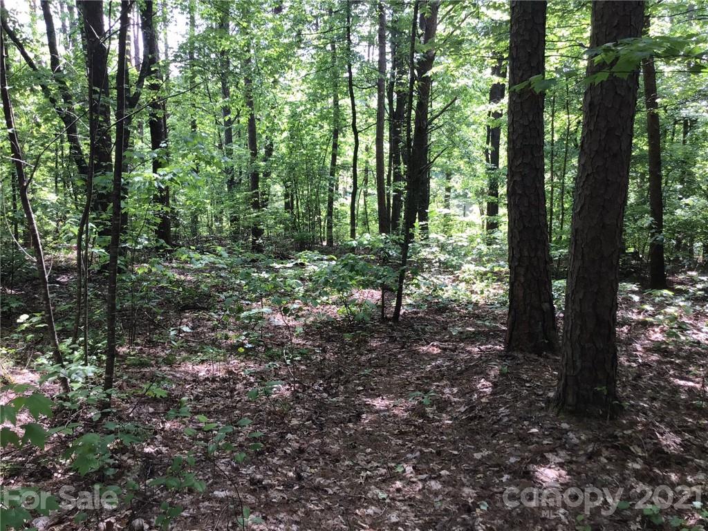 19 Navajo Trail Rutherfordton, NC 28139 - Photo 6 of 7 a view of a forest with trees