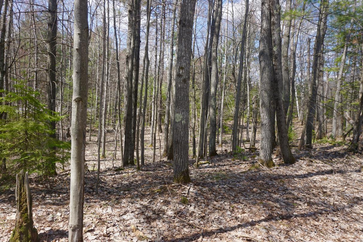 12-ac Forest Lane Rhinelander, WI 54501 - Photo 12 of 16 Gallery Image 12