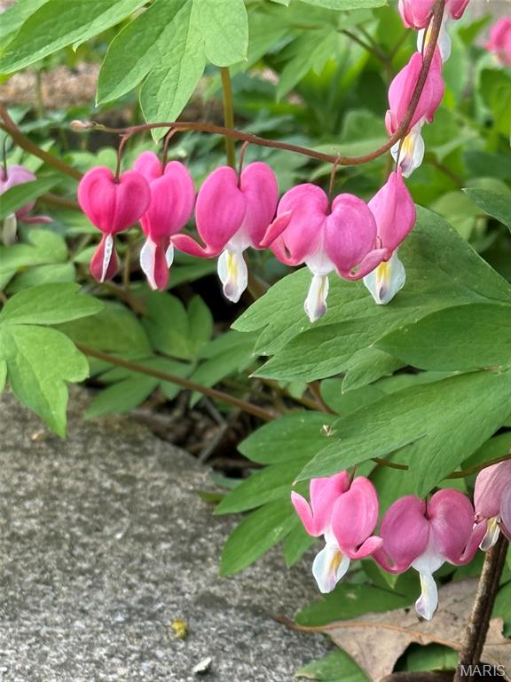 1315 Ridge Road Wildwood, MO 63021 - Photo 62 of 99