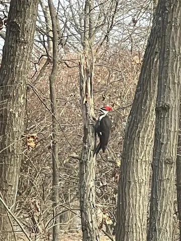 $599,900 | 1315 Ridge Road, Wildwood, MO 63021