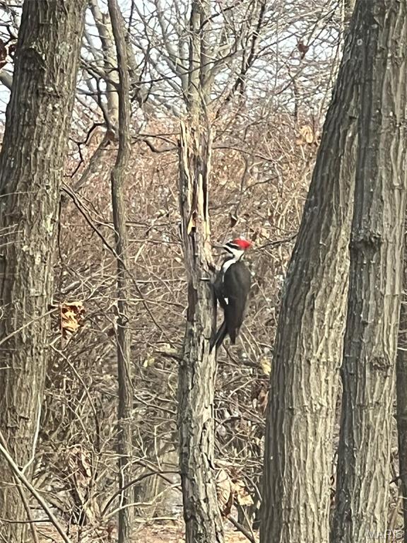 1315 Ridge Road Wildwood, MO 63021 - Photo 94 of 99