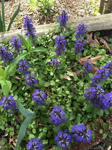 $599,900 | 1315 Ridge Road, Wildwood, MO 63021