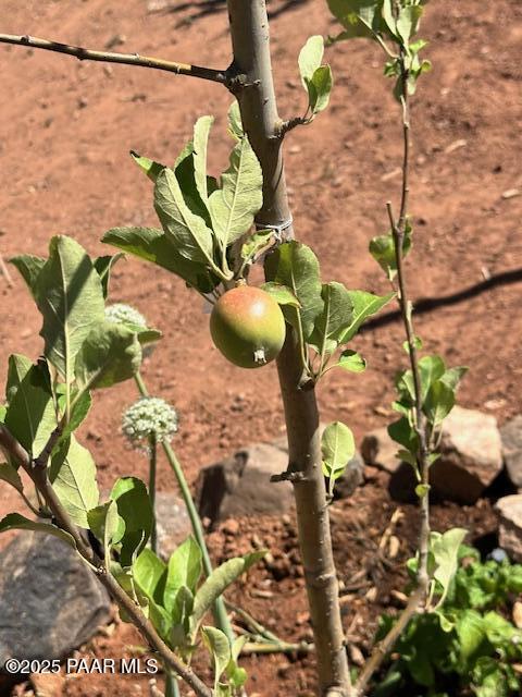 Lot 102 Raz Road Williams, AZ 86046 - Photo 75 of 86 IMG_9188