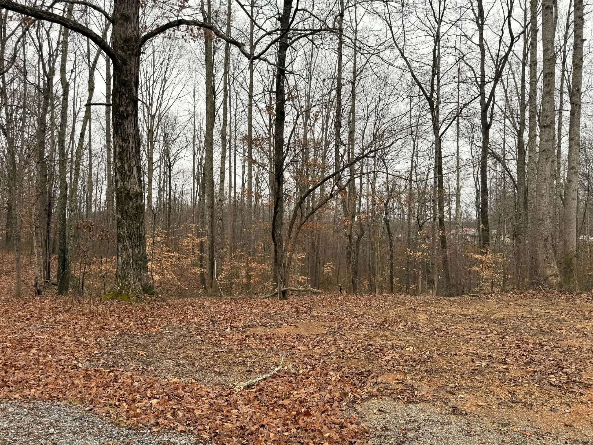 0 Periwinkle Path Leoma, TN 38468 - Photo 3 of 7 a backyard of a house with trees
