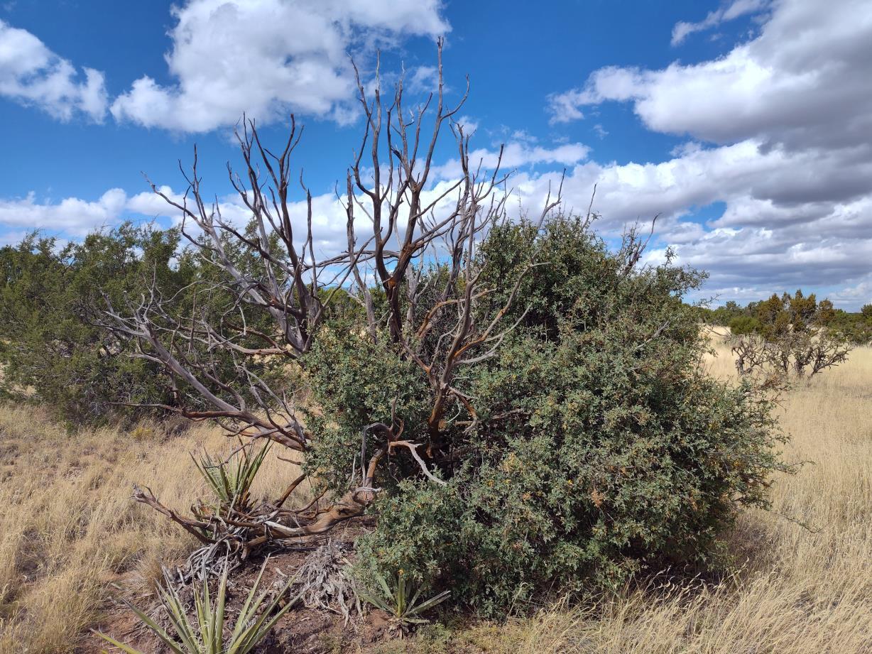 Golf Course Road Mountainair, NM 87036 - Photo 12 of 22 Gallery Image 12