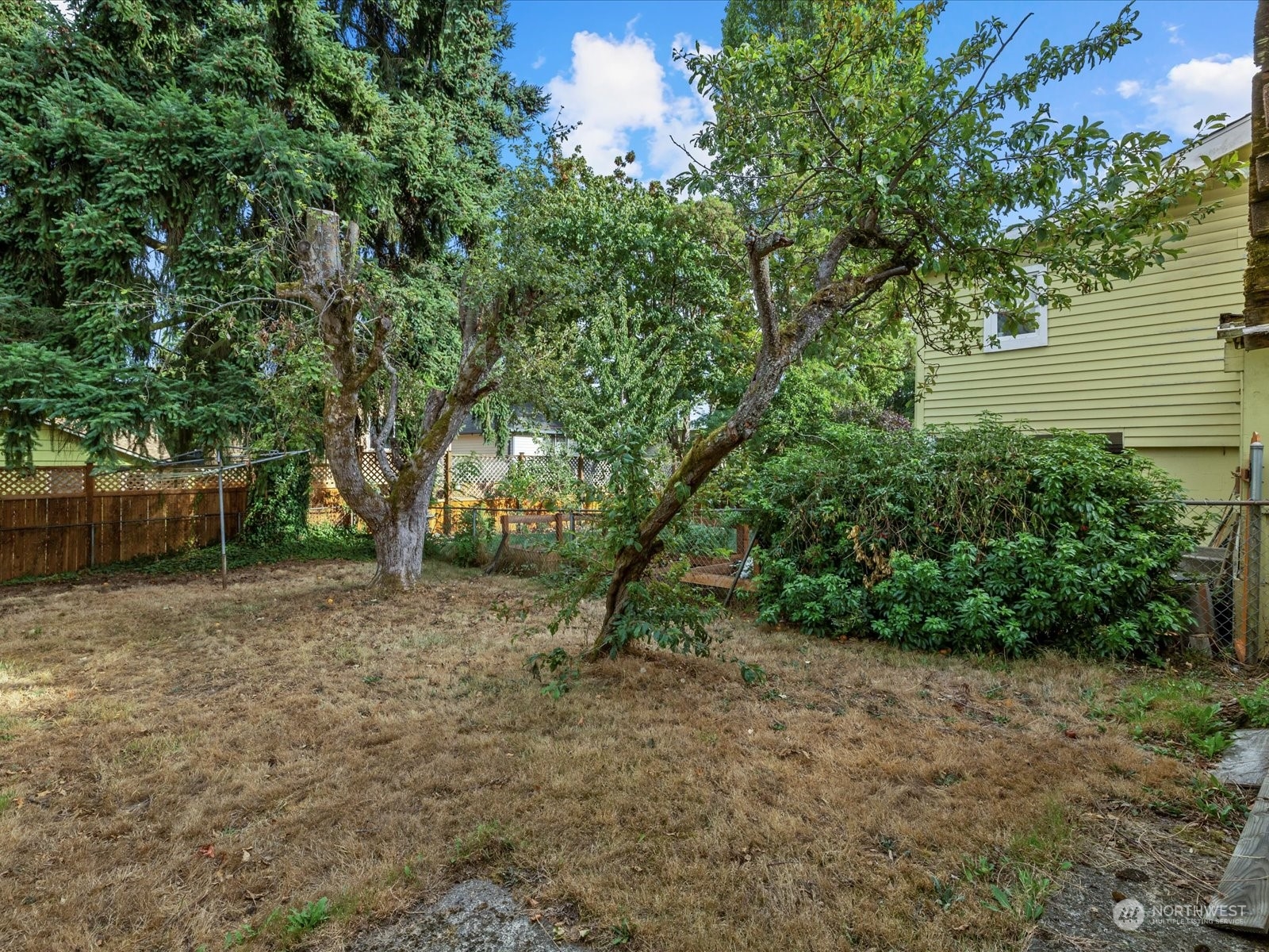 8832 Interlake Avenue North Seattle, WA 98103 - Photo 20 of 29 a view of a yard with plants and a large tree