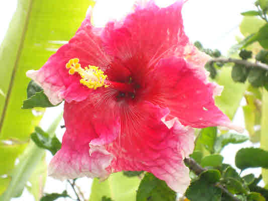 81-1018 Captain Cook Road Captain Cook, HI 96704 - Photo 20 of 24 a view of a flower