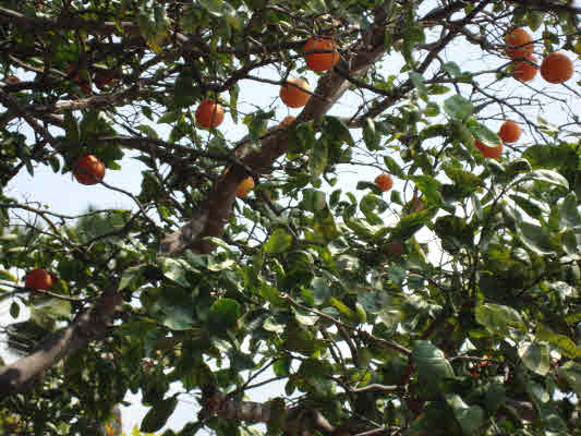81-1018 Captain Cook Road Captain Cook, HI 96704 - Photo 22 of 24 a picture of tree