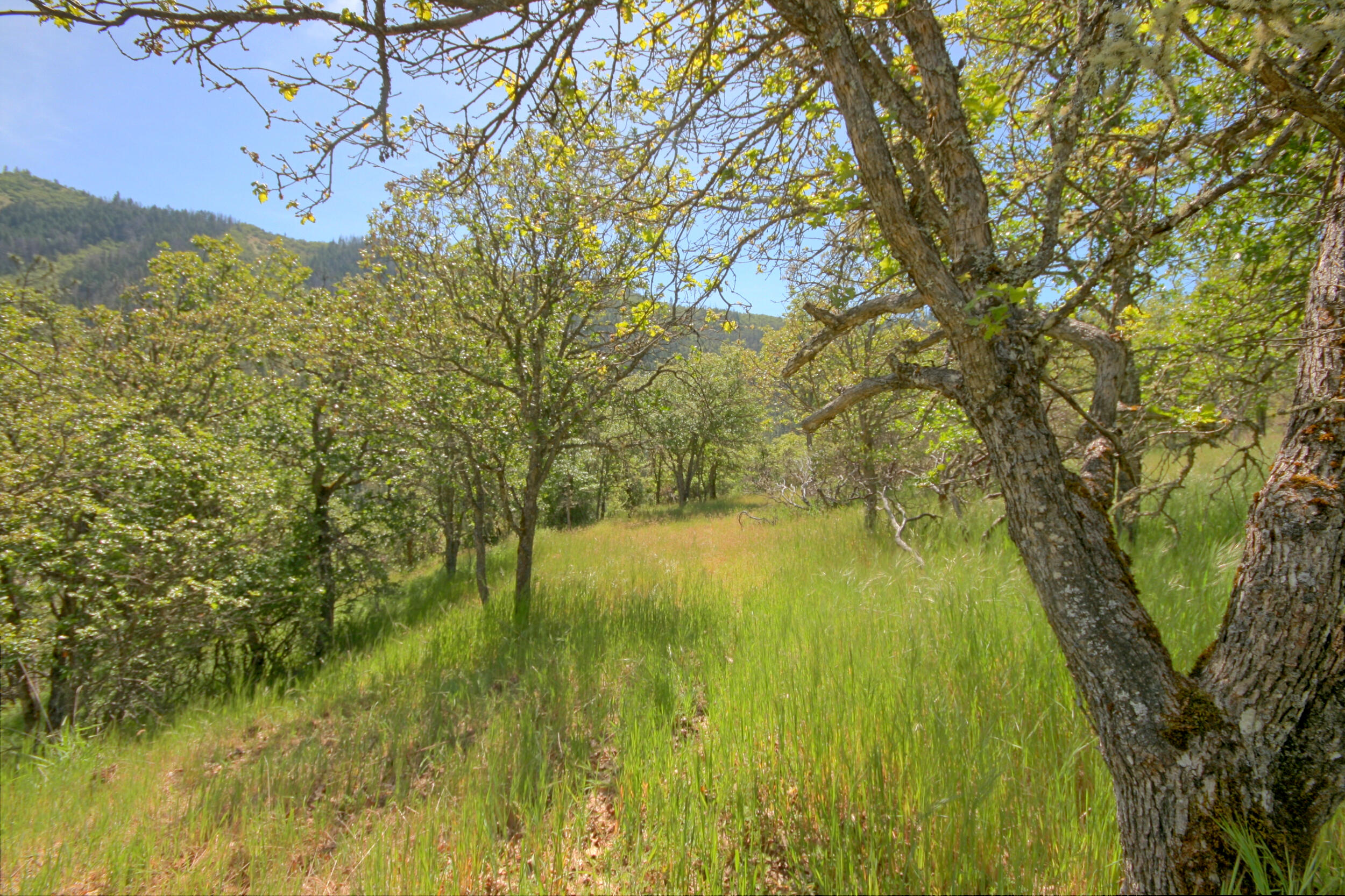 8150 Upper Applegate Road Jacksonville, OR 97530 - Photo 119 of 122 Oak tree buffer
