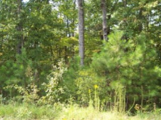 7301 McKee Road Upatoi, GA 31829 - Photo 1 of 1 Main View