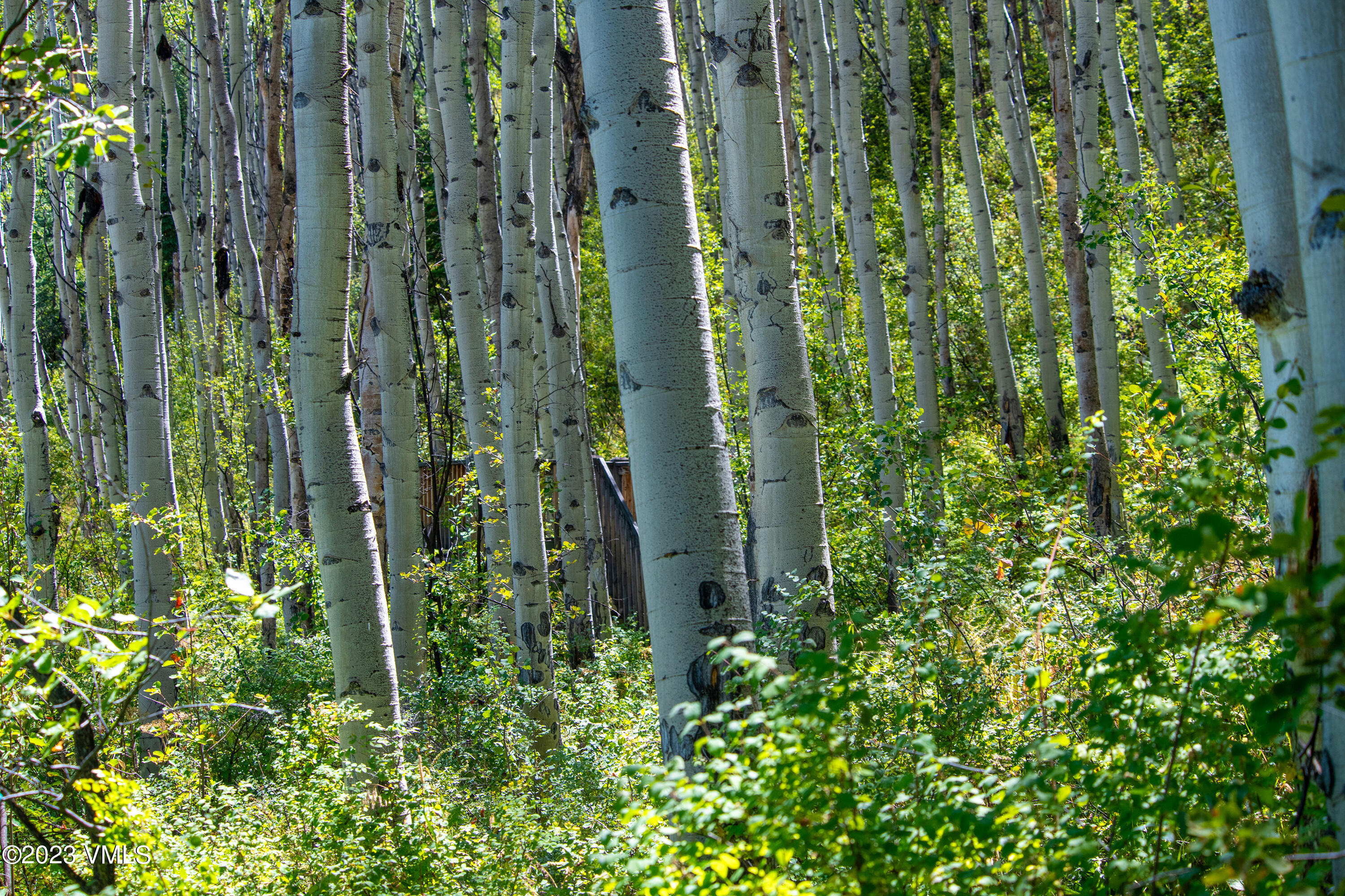 1121 Forest Trail Edwards, CO 81632 - Photo 11 of 13 a close up of a plant in a garden