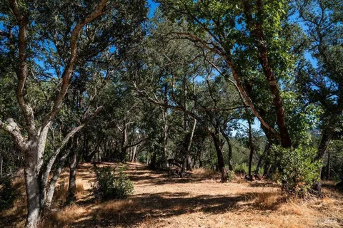 a view of a yard with trees