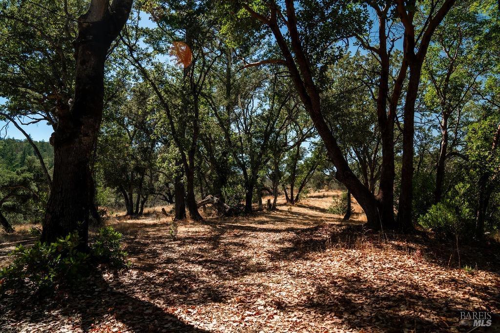 0 Mount Veeder Rd Street Napa, CA 94558 - Photo 17 of 26 a view of outdoor space with trees