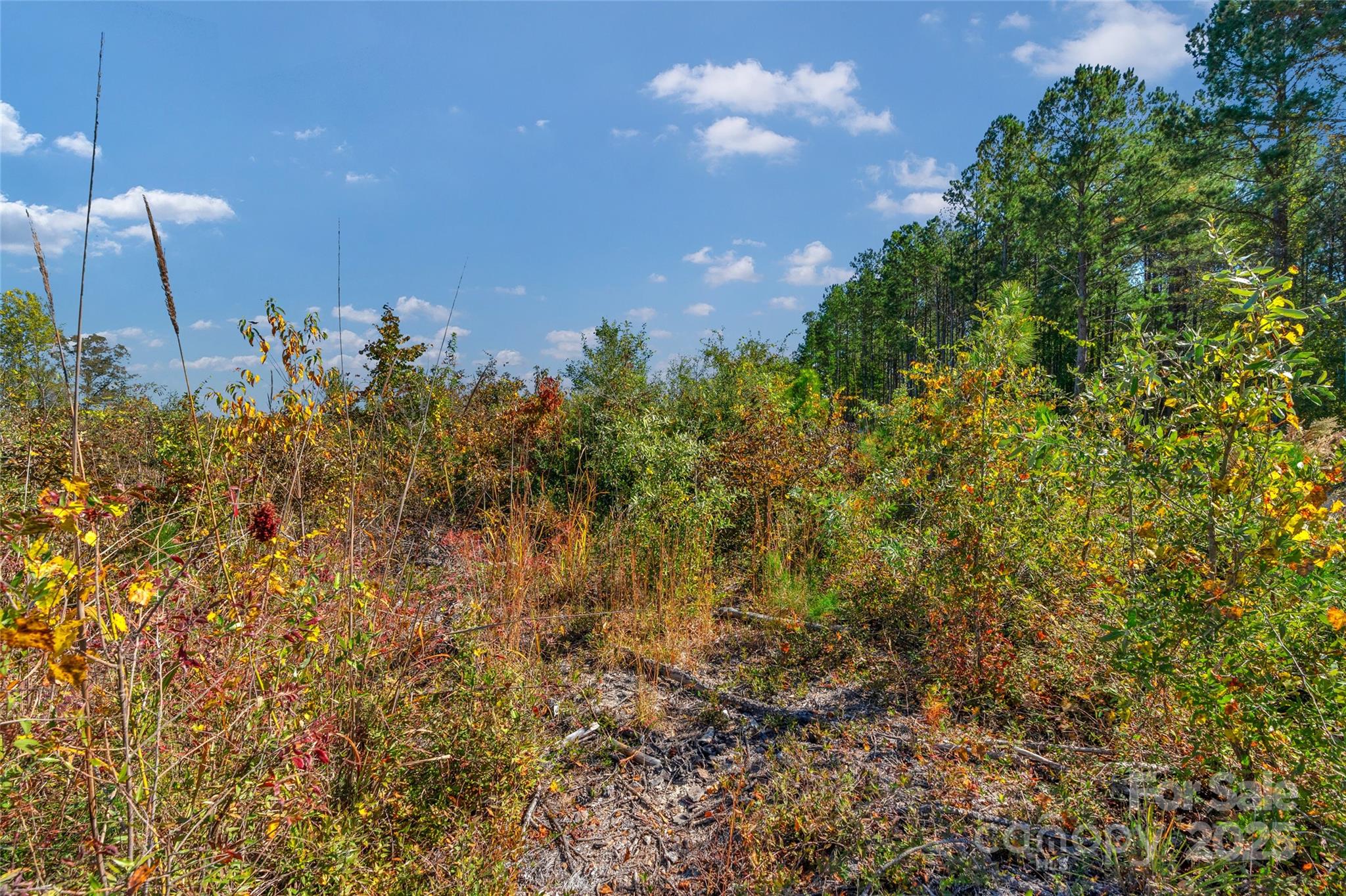 0 Riley Road, Unit 2 Chesterfield, SC 29709 - Photo 9 of 23 a view of a bunch of plants and trees in the background