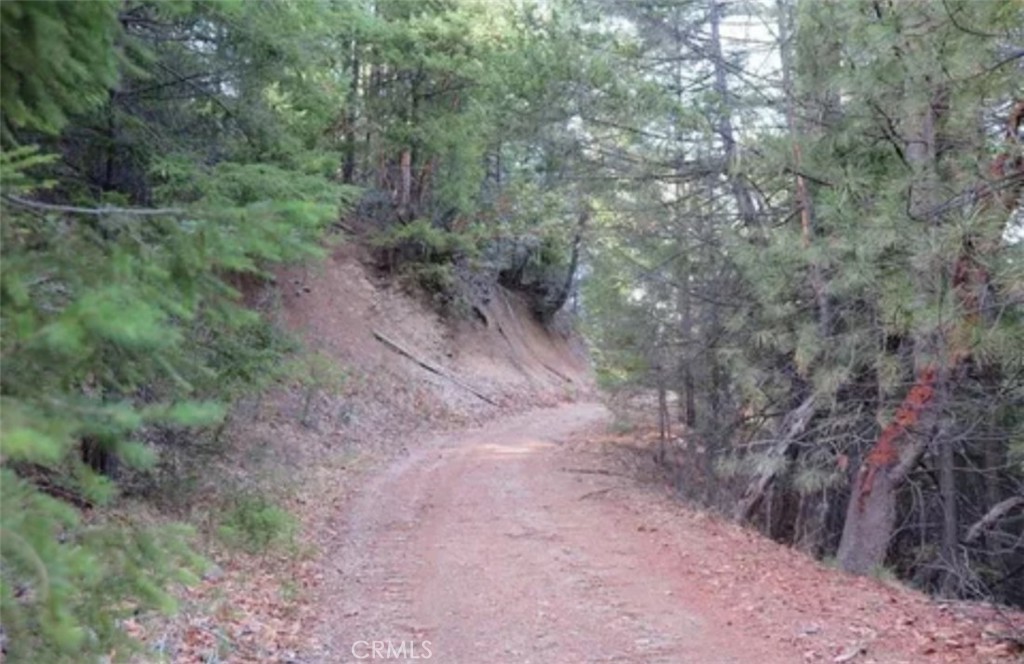 a view of a forest with trees in the background