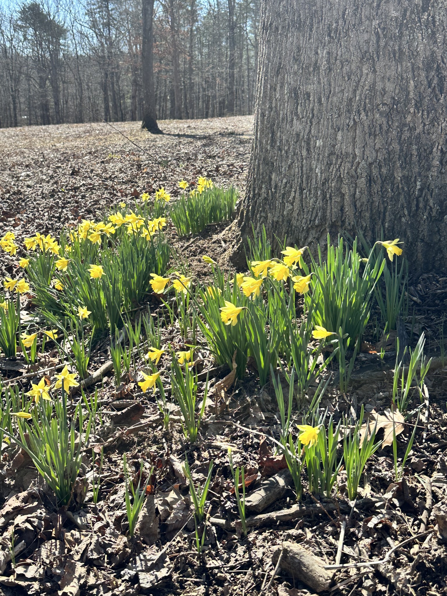 417 Lewis Road McMinnville, TN 37110 - Photo 49 of 55