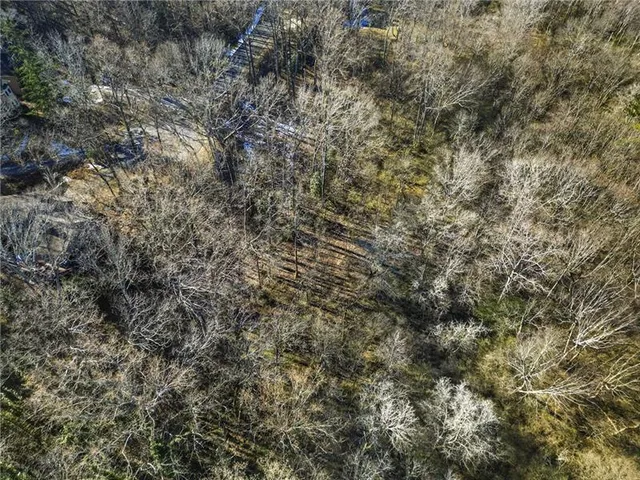 a view of a tree with a tree