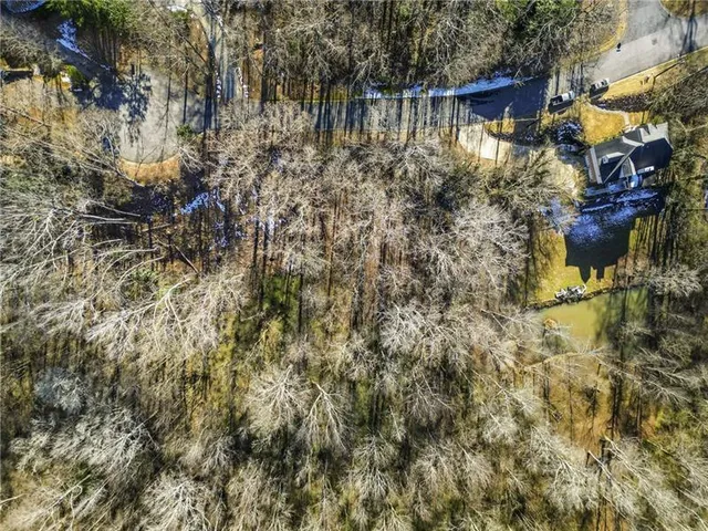 a view of a plant with a tree