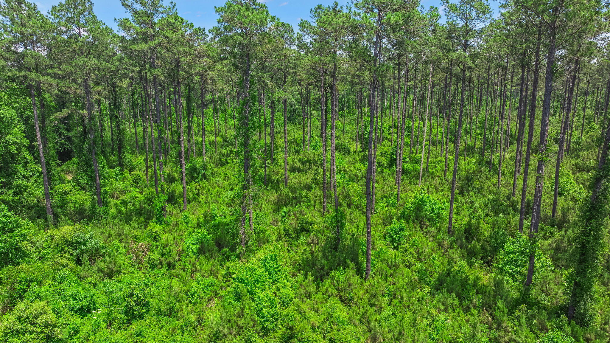 0 Cannon Bridge Road Cordova, SC 29039 - Photo 10 of 11 10