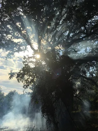 a view of lot of trees and yard