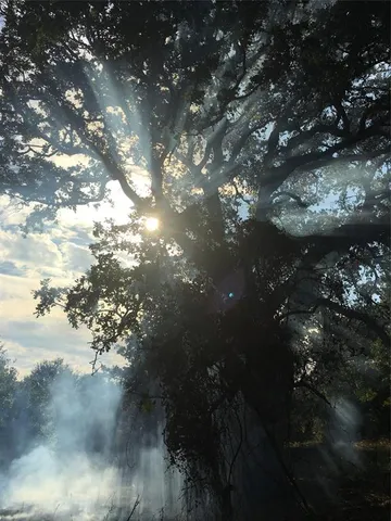a view of lot of trees and yard