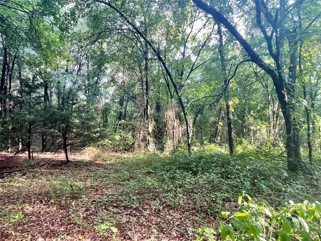 a view of hen in the forest