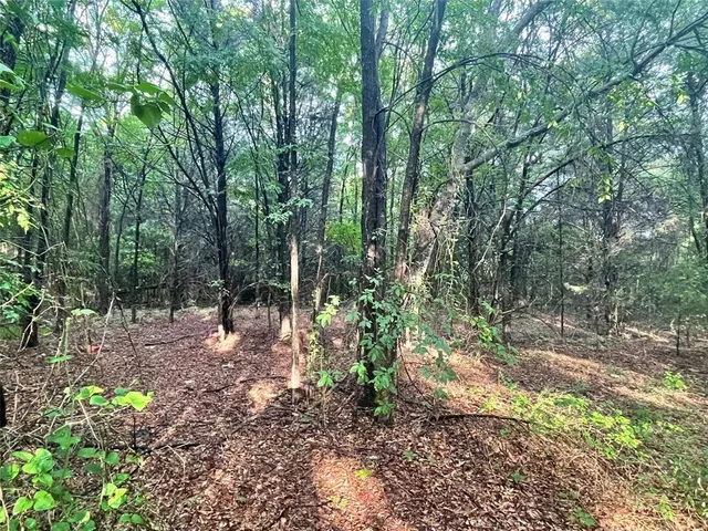 a view of a forest with trees