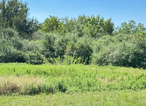 a view of a garden from a yard