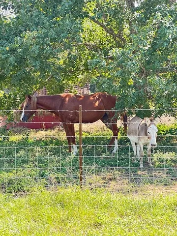 an outdoor view of a garden