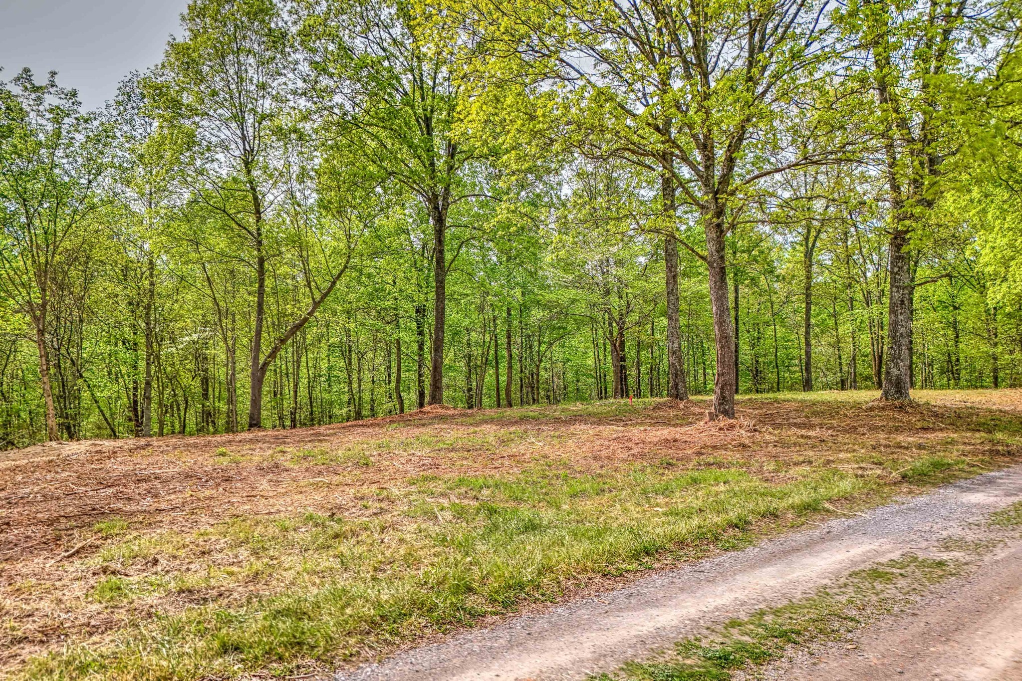 0 R B K Lane Bethpage, TN 37022 - Photo 13 of 20 a big yard with large trees