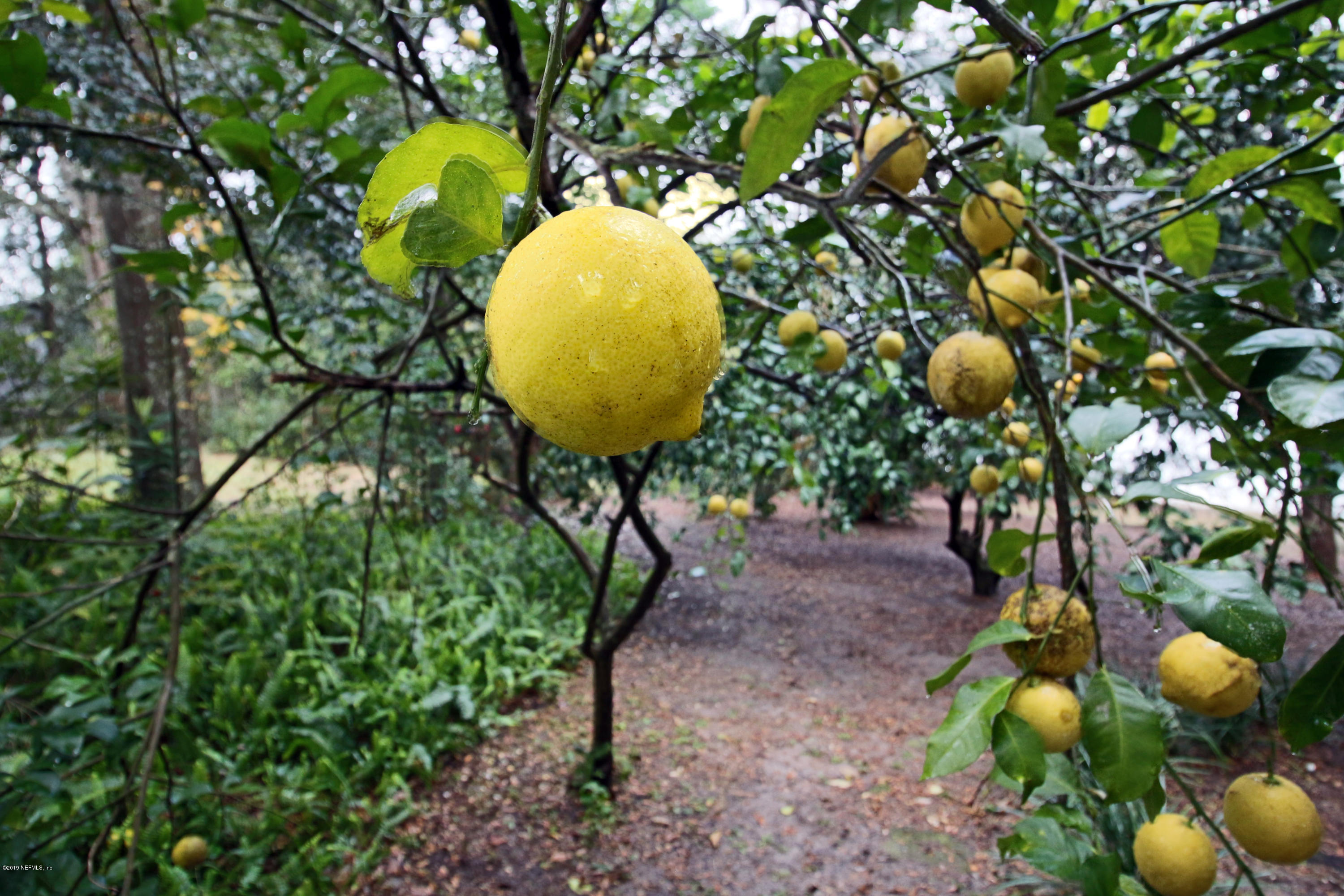 6606 Brooklyn Bay Road Keystone Heights, FL 32656 - Photo 54 of 62 53) Many Fruit Trees