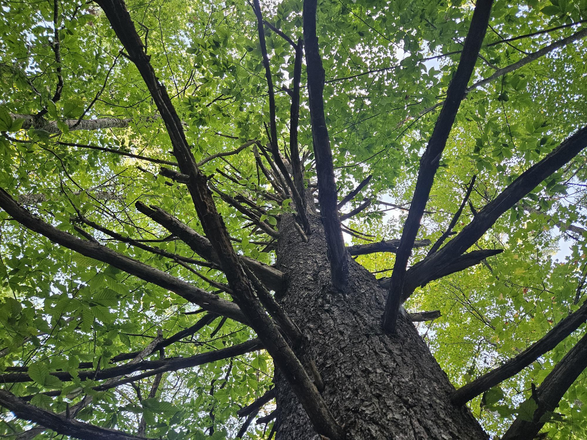 708 Webbs Mills Road Raymond, ME 04071 - Photo 10 of 31 interesting tree